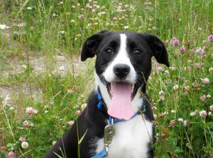 Happy dog: SPCA adoptee Molly Bloom