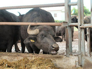 A water buffalo on a farm in Paestum, Campania (Wikipedia)